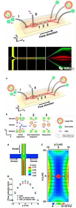 無磁場條件下，通過微流控從細(xì)胞外膜泡中分離外泌體