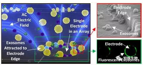 快速分離血漿中的外泌體，檢測外泌體相關(guān)的生物標(biāo)志物