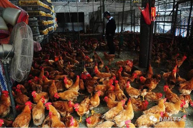 食品中抗病毒類藥物殘留檢測方法研究進展 食品中抗病毒類藥物殘留檢測方法研究進展