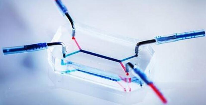 模仿人類胎盤屏障的微流控芯片