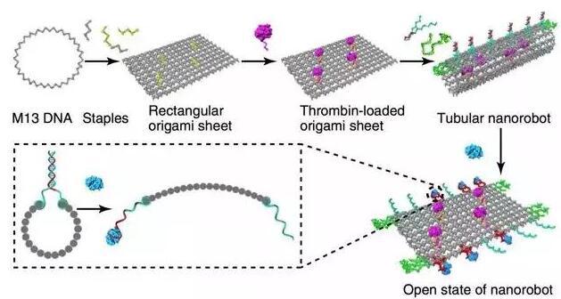 DNA薄片結構可捲曲為管狀，包裹凝血酶分子帶入體內