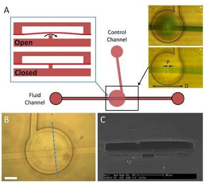 三層聚-PEGDA閥的示意圖 三層聚-PEGDA閥的示意圖