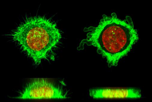 使用微流控芯片的細胞變形