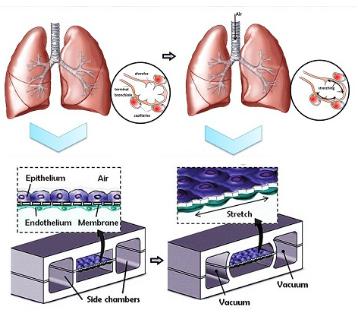 人類肺泡上皮細胞和肺微血管內皮細胞在PDMS芯片中培養以模擬肺功能 人類肺泡上皮細胞和肺微血管內皮細胞在PDMS芯片中培養以模擬肺功能