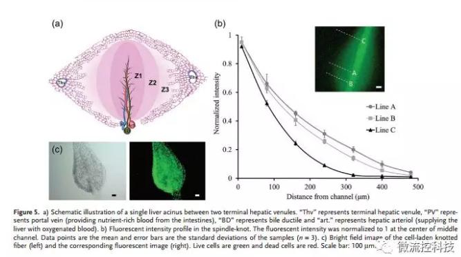 微流控免油紡絲法制備具有不同結(jié)點(diǎn)和可灌注通道的仿項(xiàng)鏈微纖維