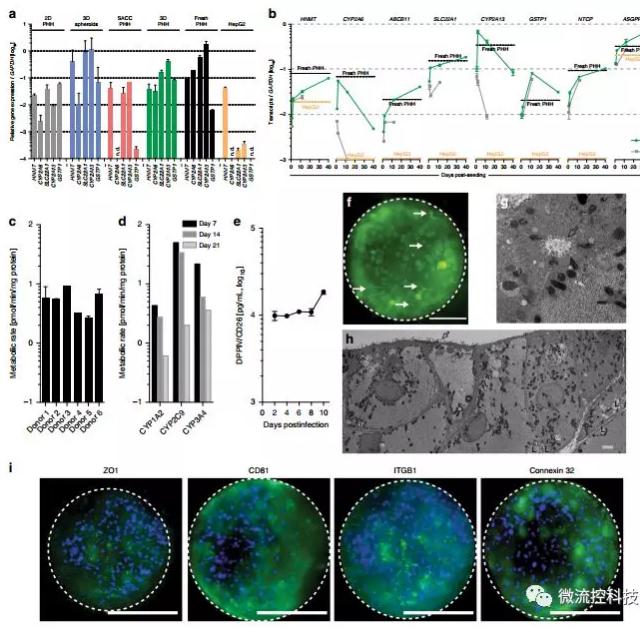 3D微流控肝臟器官芯片為乙肝藥物開發打下基礎