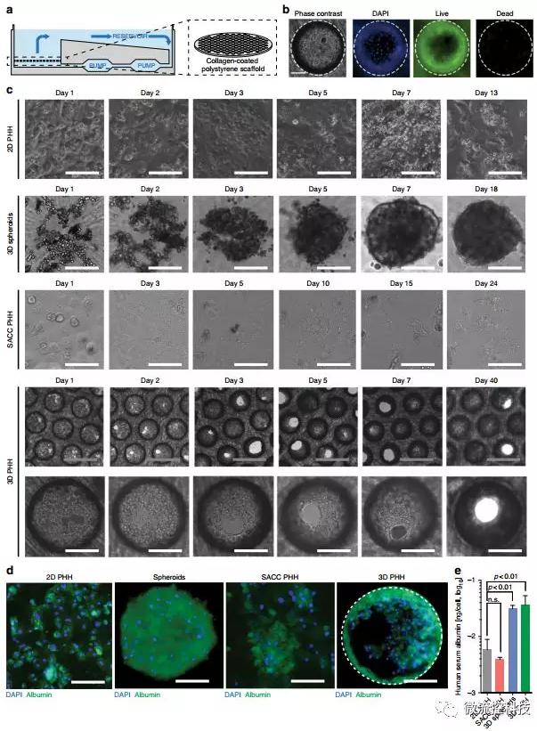 3D微流控肝臟器官芯片為乙肝藥物開發打下基礎