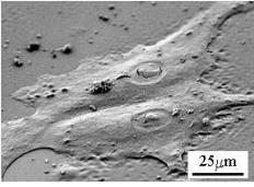 SEM 2D細(xì)胞培養(yǎng)圖像 SEM 2D細(xì)胞培養(yǎng)圖像