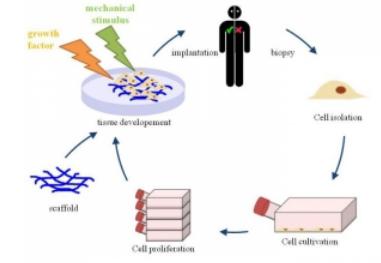 用于組織工程的3D細(xì)胞培養(yǎng) 用于組織工程的3D細(xì)胞培養(yǎng)
