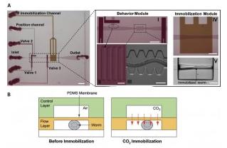 線蟲 在微流控芯片上的二氧化碳固定化