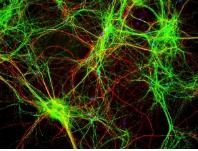 芯片實驗室和細(xì)胞生物學(xué)