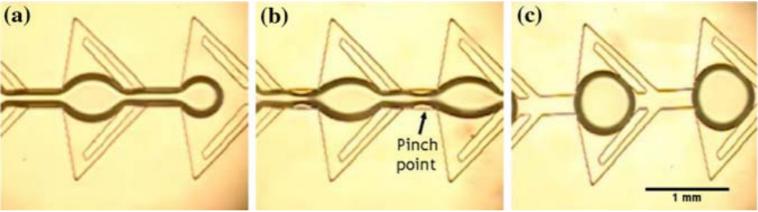 圖4:顯示由于微流體裝置中特別設(shè)計(jì)的通道幾何形狀而在油中形成水滴的圖像。(a)顯示水流通過狹窄的通道夾點(diǎn)時(shí)存在較薄的流體流。(b)示出了在水流停止之后,夾點(diǎn)中的水變得不穩(wěn)定并且開始中斷水的連續(xù)性。(c)顯示了所形成的單分散水滴的形成。Wu等人的圖片 “靜態(tài)條件下微通道中液滴的形成”。 圖4:顯示由于微流體裝置中特別設(shè)計(jì)的通道幾何形狀而在油中形成水滴的圖像。(a)顯示水流通過狹窄的通道夾點(diǎn)時(shí)存在較薄的流體流。(b)示出了在水流停止之后,夾點(diǎn)中的水變得不穩(wěn)定并且開始中斷水的連續(xù)性。(c)顯示了所形成的單分散水滴的形成。Wu等人的圖片 “靜態(tài)條件下微通道中液滴的形成”。