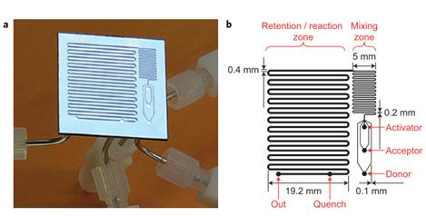 圖16:用于反應(yīng)優(yōu)化的微流控反應(yīng)器,其中改變反應(yīng)溫度,試劑濃度和停留時(shí)間以確定糖基化反應(yīng)的最佳反應(yīng)條件。降低了由硅和派熱克斯制成的整個(gè)芯片。b顯示芯片的設(shè)計(jì),采用三個(gè)供體,受體和活化劑入口,隨后將其混合并使其反應(yīng),在反應(yīng)結(jié)束時(shí)加入淬火劑。Ratner等人的圖片 “有機(jī)化學(xué)中基于微反應(yīng)器的反應(yīng)優(yōu)化 - 糖基化作為挑戰(zhàn)”。 圖16:用于反應(yīng)優(yōu)化的微流控反應(yīng)器,其中改變反應(yīng)溫度,試劑濃度和停留時(shí)間以確定糖基化反應(yīng)的最佳反應(yīng)條件。降低了由硅和派熱克斯制成的整個(gè)芯片。b顯示芯片的設(shè)計(jì),采用三個(gè)供體,受體和活化劑入口,隨后將其混合并使其反應(yīng),在反應(yīng)結(jié)束時(shí)加入淬火劑。Ratner等人的圖片 “有機(jī)化學(xué)中基于微反應(yīng)器的反應(yīng)優(yōu)化 - 糖基化作為挑戰(zhàn)”。