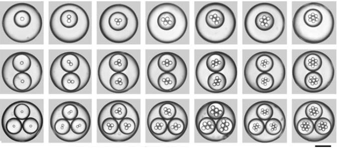 一系列高度單分散三重乳液的光學(xué)顯微照片圖像,其具有受控?cái)?shù)量的內(nèi)部和中部液滴,由擴(kuò)展的毛細(xì)管微流體裝置產(chǎn)生。用200μm的比例尺顯示。Chu等人的圖像。“可控的單分散多重乳液” 一系列高度單分散三重乳液的光學(xué)顯微照片圖像,其具有受控?cái)?shù)量的內(nèi)部和中部液滴,由擴(kuò)展的毛細(xì)管微流體裝置產(chǎn)生。用200μm的比例尺顯示。Chu等人的圖像。“可控的單分散多重乳液”