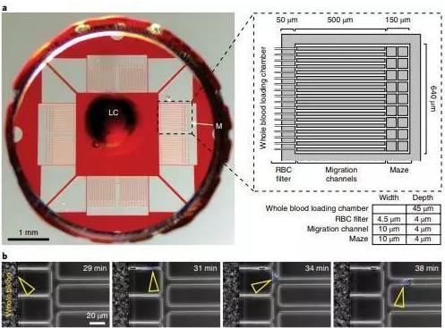 利用一滴稀釋的血液,通過微流體設備測定中性粒細胞自發的運動。 利用一滴稀釋的血液,通過微流體設備測定中性粒細胞自發的運動。