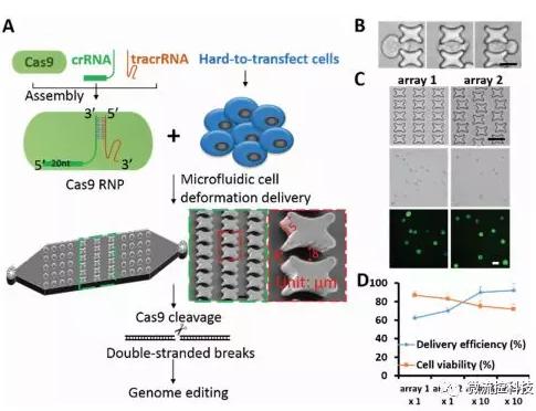 微流控芯片技術助力免疫治療,將CRISPR體系傳遞到人類T細胞 微流控芯片技術助力免疫治療,將CRISPR體系傳遞到人類T細胞