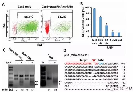 微流控芯片技術助力免疫治療,將CRISPR體系傳遞到人類T細胞 微流控芯片技術助力免疫治療,將CRISPR體系傳遞到人類T細胞