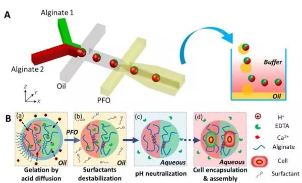 圖1 微流控液滴技術制備可控微觀結構的多瓣微凝膠。