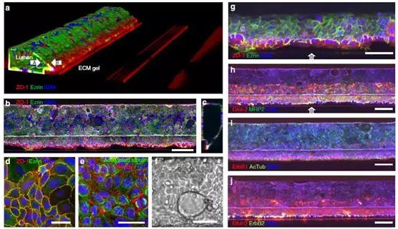 圖2a展示了腸道管的共焦熒光顯微照片的三維重建 圖2a展示了腸道管的共焦熒光顯微照片的三維重建
