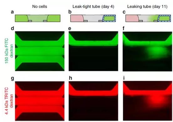 Caco-2管的屏障功能通過在管腔中灌注有熒光探針的培養基來評估 Caco-2管的屏障功能通過在管腔中灌注有熒光探針的培養基來評估