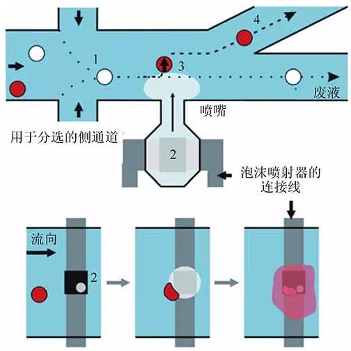 單細胞裂解 單細胞裂解
