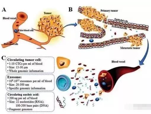 圖1：癌癥的形成(A)、轉移(B)及循環腫瘤標志物的特點(C)