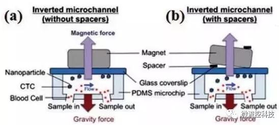 圖3：基于免疫磁珠分離CTCs的微流控系統