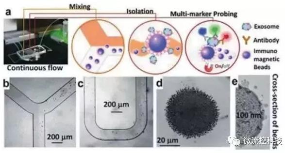 圖4：基于免疫親和原理分析外泌體的微流控系統