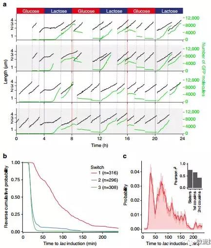 球最小的實驗室, 集成微流控動態(tài)可控監(jiān)測單細胞基因調(diào)控 球最小的實驗室, 集成微流控動態(tài)可控監(jiān)測單細胞基因調(diào)控