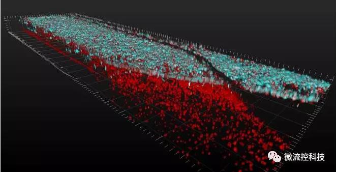 最新器官芯片技術為“漸凍人”點燃希望
