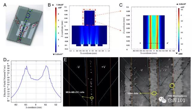 圖4. 無標記物分類分離細胞功能A)微流控芯片示意圖；B)微流控管道內電勢分布計算圖；C)電勢分布局部放大；D)橫截面電勢分布圖；E)顯微照相圖
