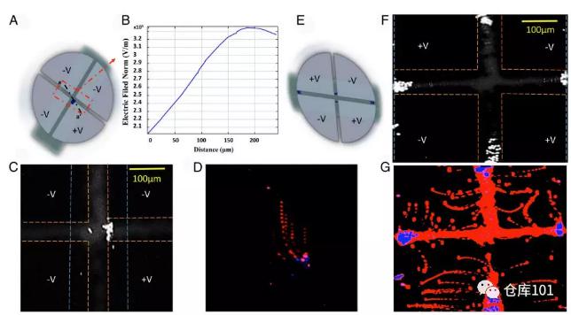 圖5. 稀有細胞濃縮富集 A)微流控芯片示意圖；B)電勢分布圖；C)熒光顯微照片觀察到細胞富集；D)細胞軌跡疊加；E)改變電極帶電情況；F)改變電場后富集區域改變；G)細胞軌跡疊加