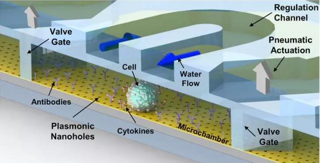 腔體會接收來自微流控微通道的平穩的水流和營養流