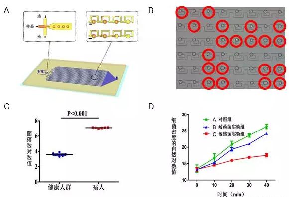 圖3A.液滴微流控芯片原理設(shè)計圖結(jié)構(gòu)包含上游的液滴生成區(qū)和下游的液滴捕獲區(qū)；B.利用液滴熒光成像分辨細(xì)菌陽性和陰性液滴；C.液滴數(shù)字化分析顯示健康人和尿路感染病人尿液細(xì)菌計數(shù)差別；D.液滴數(shù)字化分析顯示敏感和耐藥細(xì)菌對于抗生素的反應(yīng)。