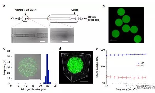 微流控技術開發微型彈性球,可用于癌癥診斷 微流控技術開發微型彈性球,可用于癌癥診斷