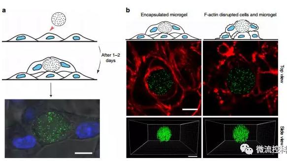 微流控技術開發微型彈性球,可用于癌癥診斷 微流控技術開發微型彈性球,可用于癌癥診斷