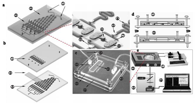 圖2海洋微藻培養及毒性篩選微流控芯片示意圖及實物圖 圖2海洋微藻培養及毒性篩選微流控芯片示意圖及實物圖