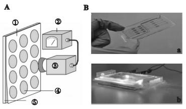 圖3微藻葉綠素熒光檢測芯片 圖3微藻葉綠素熒光檢測芯片