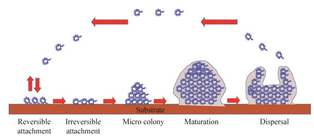 圖1生物被膜形成過(guò)程示意圖
