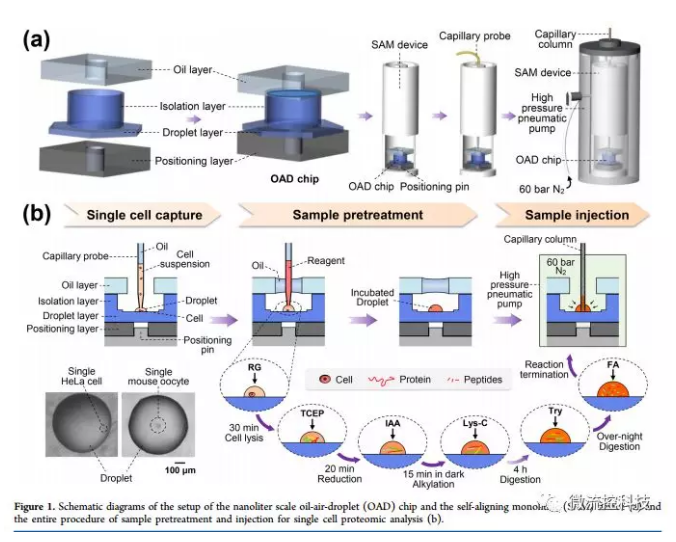單細胞蛋白質 單細胞蛋白質