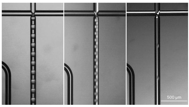 Aqua-Phase中不同大小的PLGA / DCM液滴的圖像 Aqua-Phase中不同大小的PLGA / DCM液滴的圖像