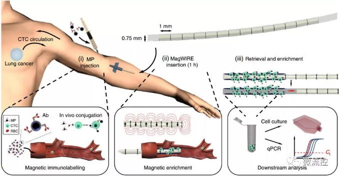 標記、捕獲、洗脫培養(yǎng)、分析，完美！