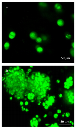 細(xì)胞熒光染色圖