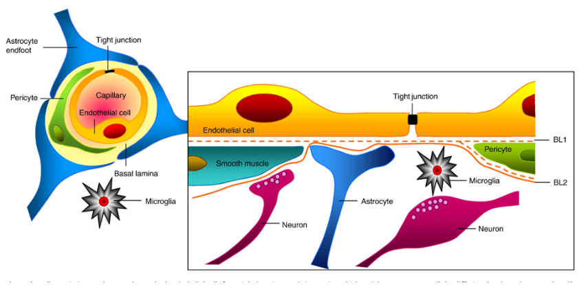 圖1.神經血管單元的圖示