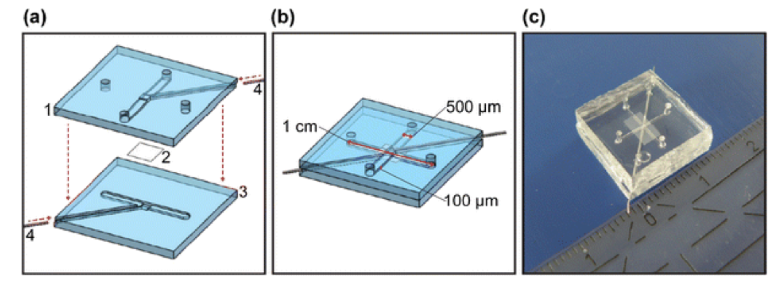 圖3.芯片層（a）和組裝芯片（b）的示意圖，以及Griep等人開發的片上BBB的圖片。（轉載自Griep等人）