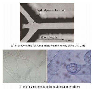 微通道和殼聚糖纖維的顯微照片
