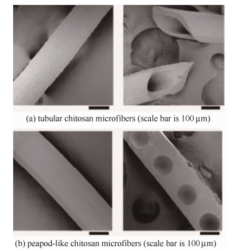 殼聚糖纖維SEM照片