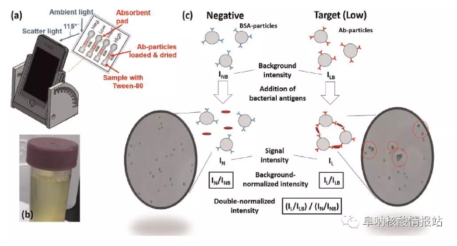 圖1. 基于智能手機(jī)的紙基微流控檢測(cè)大腸桿菌和淋球菌的示意圖