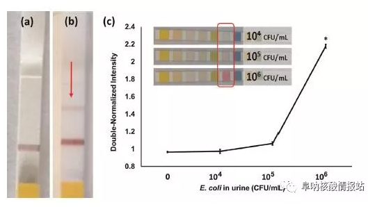 圖3. LFA檢測(cè)N.gonorrhoeae示意圖
