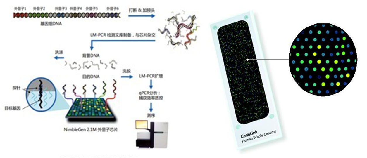 生物微芯片技術(shù)：微流控生物基因DNA芯片